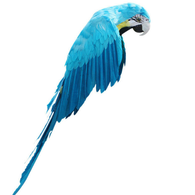 BIRD, Parrot Blue Feathers 50cm